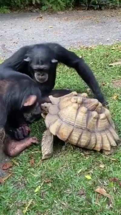 Chimp shares a fruit with a tortoise