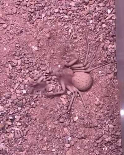 Six-Eyed Sand Spider Buries Herself