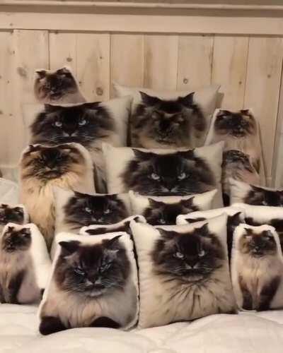 Oh shit, I've been spotted!