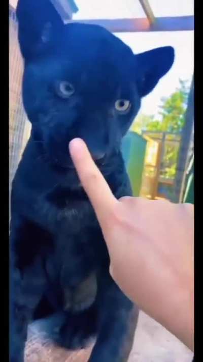 Very cute noses 🥰