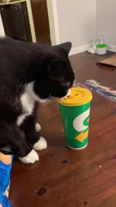 and everybody cheered