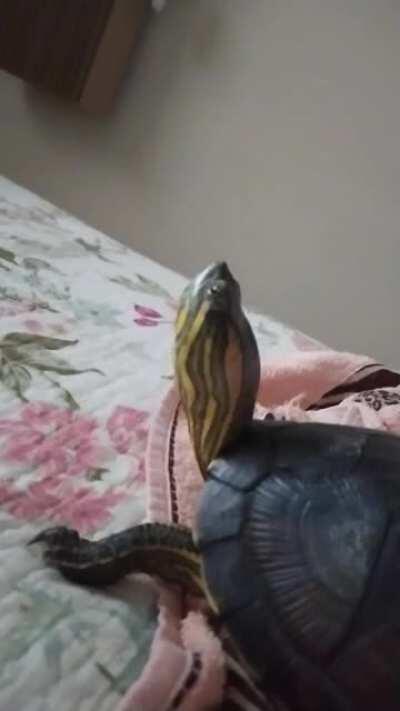 Me and my homie chillin in mom's bed 😎😎