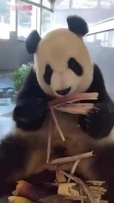 A panda a day keeps the sorrow away