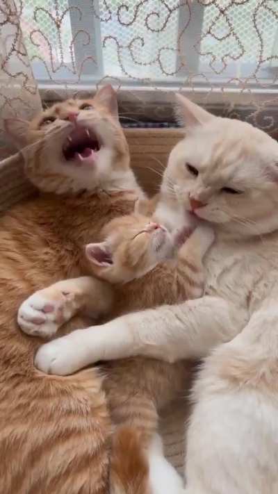 Takecare of baby kitten