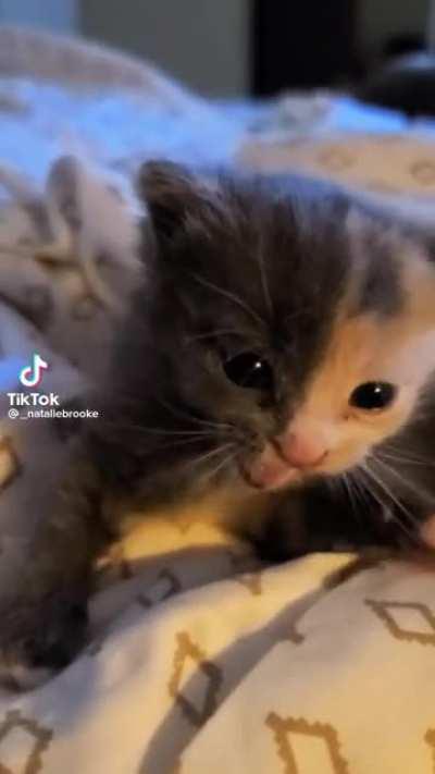 The little head shakes 🖤