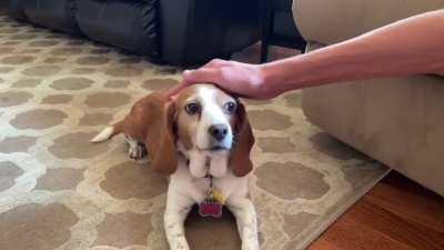 Patting Lizzy 3.5k Times (Over multiple days)!