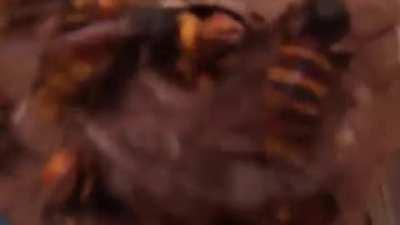 When you want to film a hornets nest and you don't have a zoom feature on your camera.