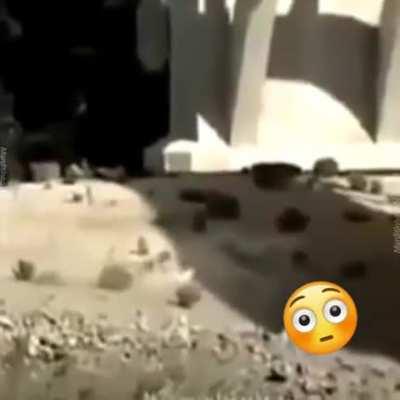 Nadie: Carola 😲_😎