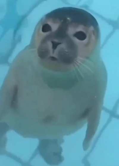 My lovely kisses💋