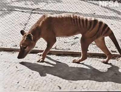 🔥 Century-old colorized footage of the last known Tasmanian Tiger in captivity