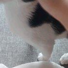 Baby Sprinkles hasn't figured out how to purr without enunciating.