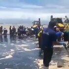 Apparently those are clumps of spilled oil on the beach