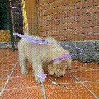 Fairy girl does a spell on you