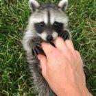 The rescue I took care of for awhile🗑 🐼