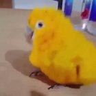 I find this sub's lack of birbs disturbing.