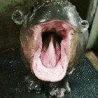 Baby hippo yawning
