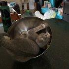 This is Nimbus he is mixing things up.