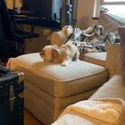 My dog got the zoomies in my tiny condo.