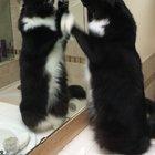 Someone didn’t get their wet food right at 7 am, and has proceeded to lose their mind.