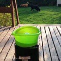 Awesome dog toy, or just the doggo?