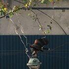 ¿Qué tan normales son las águilas en el centro de Montevideo?