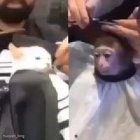 Bruh we need war against monkeys