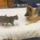 Snuggles turned violent