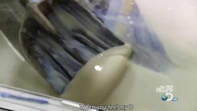 This is my kingdom cum