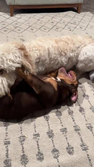 Is this too much rambunctiousness for bulldogs?