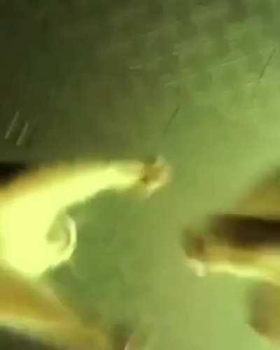 Chaos and cats is a good combo