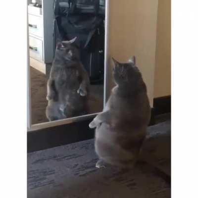 Cat.