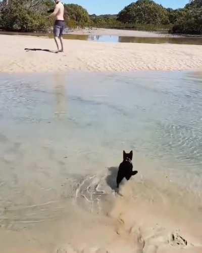 Have you ever seen a cat that actually enjoys being in water?
