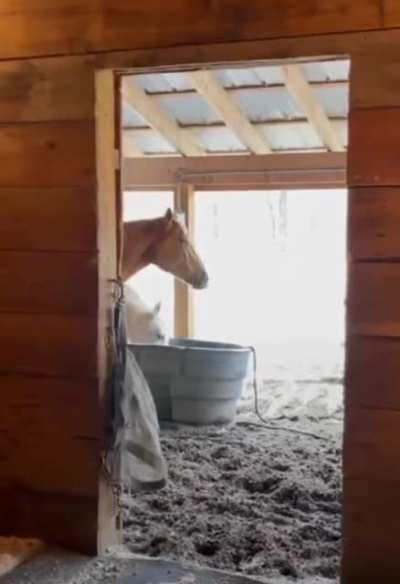 A One Horsepower Motorboat or a Lip-Smacking Horse?