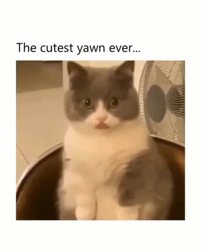 Cutest yawn