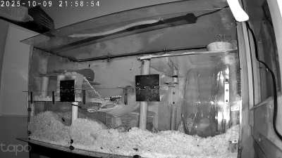 Observations nocturned