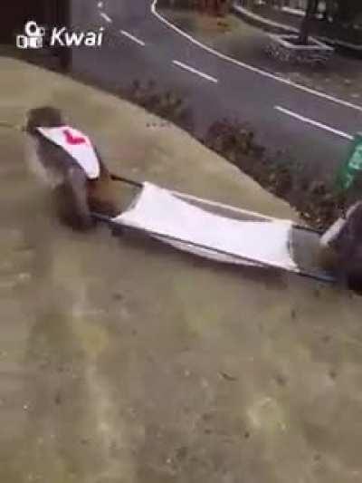 Mamacos Sem Fronteiras <3