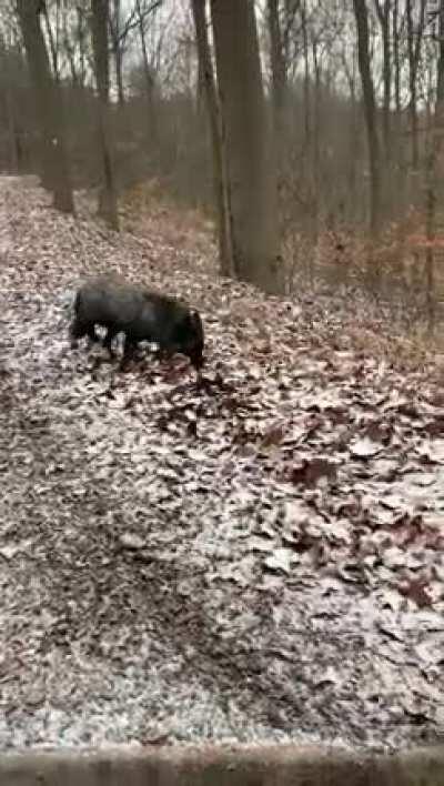(Nicht ich im Video) Unser ortsansässiger Jäger lässt seit Jahren zahme Tiere zum Abschluss frei. Jetzt auch das erste Mal Füchse die ganz klar vorher Haustiere waren. Jeder Versuch ihn bei der Polizei/dem Amt zu melden scheitert.