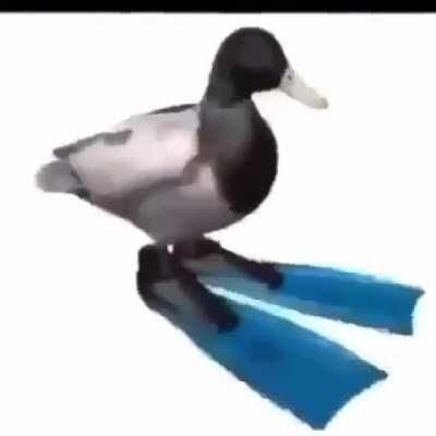 Duck