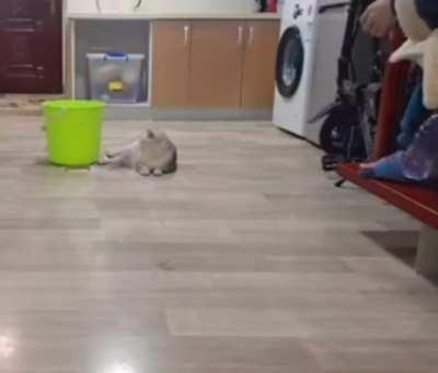 That cat has some skills.