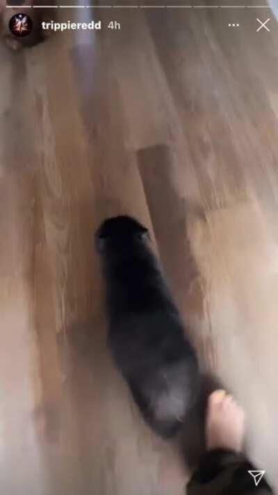 Trippie the best catdad🥺