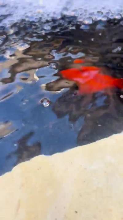 I had to do a water change. Do you think my goldfish are playing in the current?