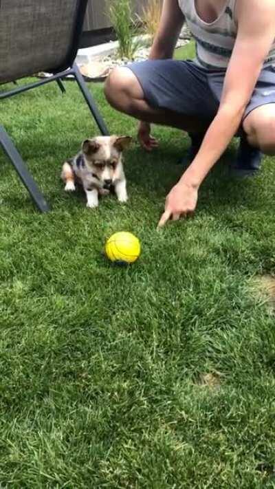 Smol Lennie gives bol her best effort