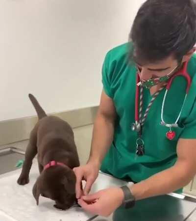 Vaccination is easy with positive reinforcement