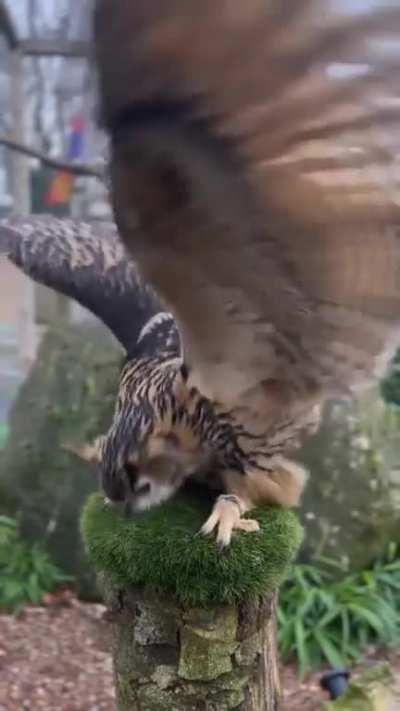 Marley is basically me when I see the waiter bringing my food. Such a happy European Eagle Owl 😃. 🎥: @whitepostfarmofficial