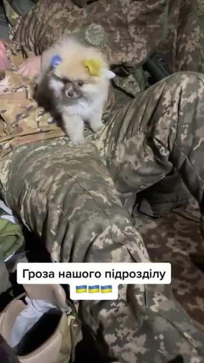 UkrARMY cats & dogs (source) - Ukrainian soldier with his war dog with ears decorated in Ukrainian colors.