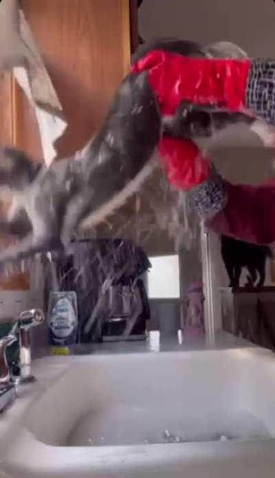 Trying to wash the smell of a skunk off the cat