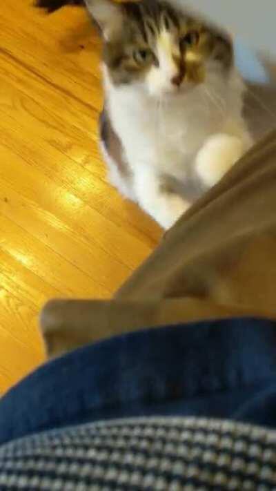 Sir, some pets please