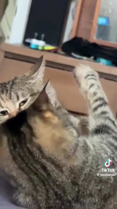 D i s c o m b o b u l a t e