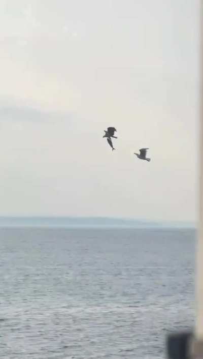 Dinner time was almost interrupted