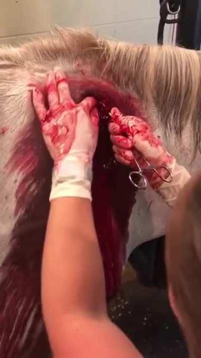 wood splinter removal from a horse